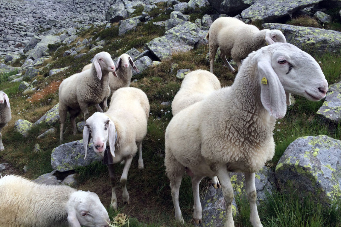 Schafe am Refugio Tonolini