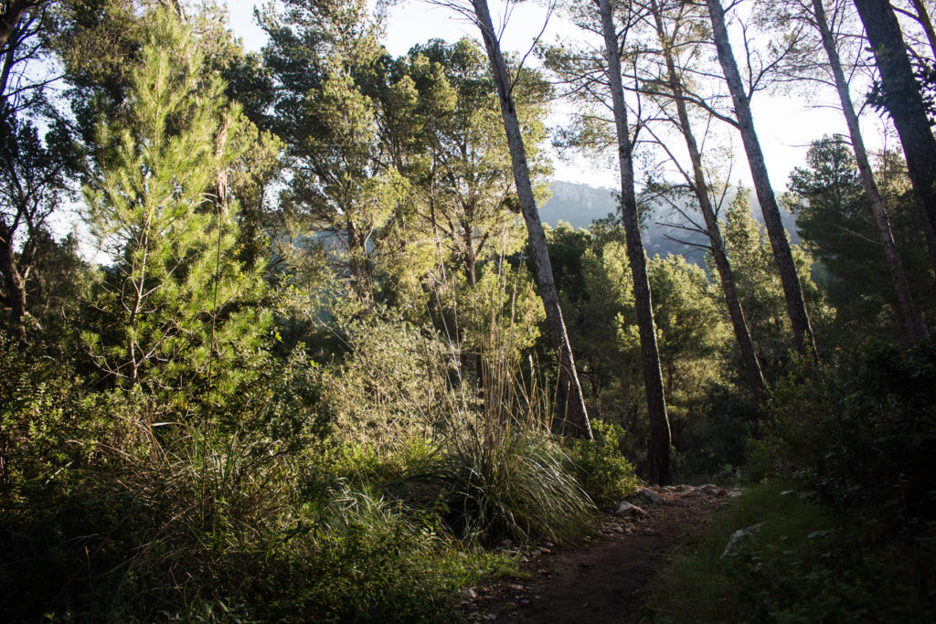 Mallorquinische Flora